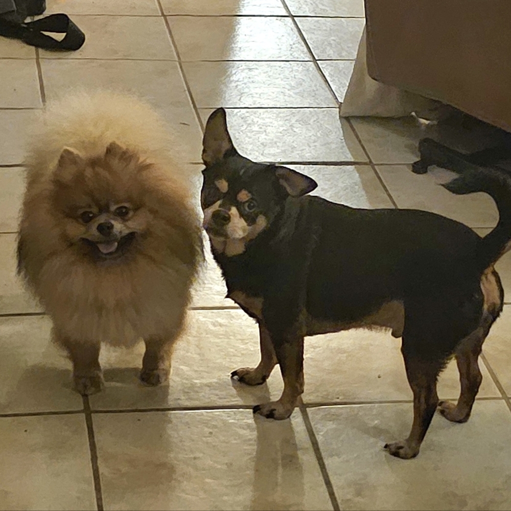 Y NOT TRY? 🤷‍♀️😺